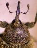 123908 – Photo : Arthropa - Benoit Martha – France (34)