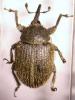 123905 – Photo : Arthropa - Benoit Martha – France (34)