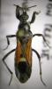 123881 – Photo : Arthropa - Benoit Martha – France (00)