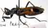 123882 – Photo : Arthropa - Benoit Martha – France (00)