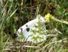 123089 – Photo : Arnaud Jean-Pierre – France (66)