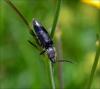 123414 – Photo : Andgelo Mombert – France (73)