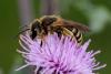 Halictus scabiosae