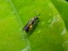Lasioglossum sp.