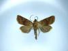 123097 – Photo : Arnaud Jean-Pierre – France (66)