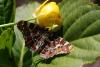 123084 – Photo : Anonyme – France (33)