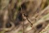 123730 – Photo : Duborget Robin – France (20)