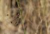 123732 – Photo : Duborget Robin – France (20)