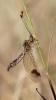 123731 – Photo : Duborget Robin – France (20)