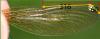Calopteryx splendens
