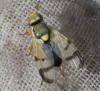 123559 – Photo : Guénael Hallart – France (02)
