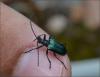 123102 – Photo : Andgelo Mombert – France (73)