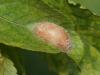 123060 – Photo : Pierre Gros – France (83)