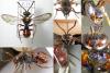 123704 – Photo : Arthropa - Benoit Martha – France (71)