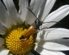 123082 – Photo : Guénael Hallart – France (02)