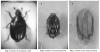 123777 – Photo : Arthropa - Benoit Martha – NR