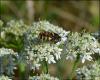 123105 – Photo : Andgelo Mombert – France (25)
