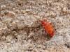 Pyrrhocoris apterus