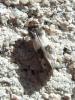 123069 – Photo : Bobabar – France (95)