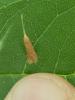 Coleophora sp.