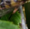 123838 – Photo : Amaury de la Pinsonnais – France (44)
