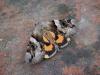 123212 – Photo : Dominique THAUVIN – France (45)