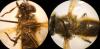 123026 – Photo : Valentin Nidergas – France (73)