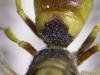 123772 – Photo : Arthropa - Benoit Martha – Burkina Faso