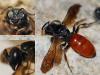 Sphecodes sp.