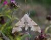 123031 – Photo : Brigitte Ulmer – France (47)