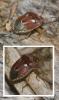 123035 – Photo : Guillaume Larregle – France (77)