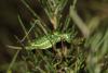 123815 – Photo : Duborget Robin – France (20)