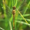 123403 – Photo : Thierry Morel – France (25)