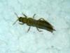 123095 – Photo : Arnaud Jean-Pierre – France (09)