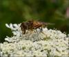 123426 – Photo : Andgelo Mombert – France (25)