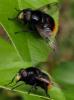 123460 – Photo : Amaury de la Pinsonnais – France (44)