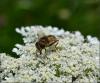 123427 – Photo : Andgelo Mombert – France (25)