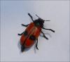 123408 – Photo : Andgelo Mombert – France (25)