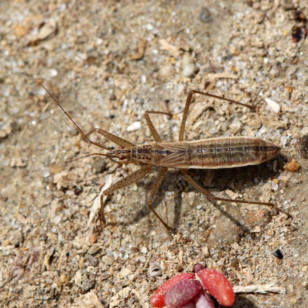 Vincent Derreumaux - Nabis (Limnonabis) lineatus - réf. 123601 (1000 x 1000 pixels, 190 ko)