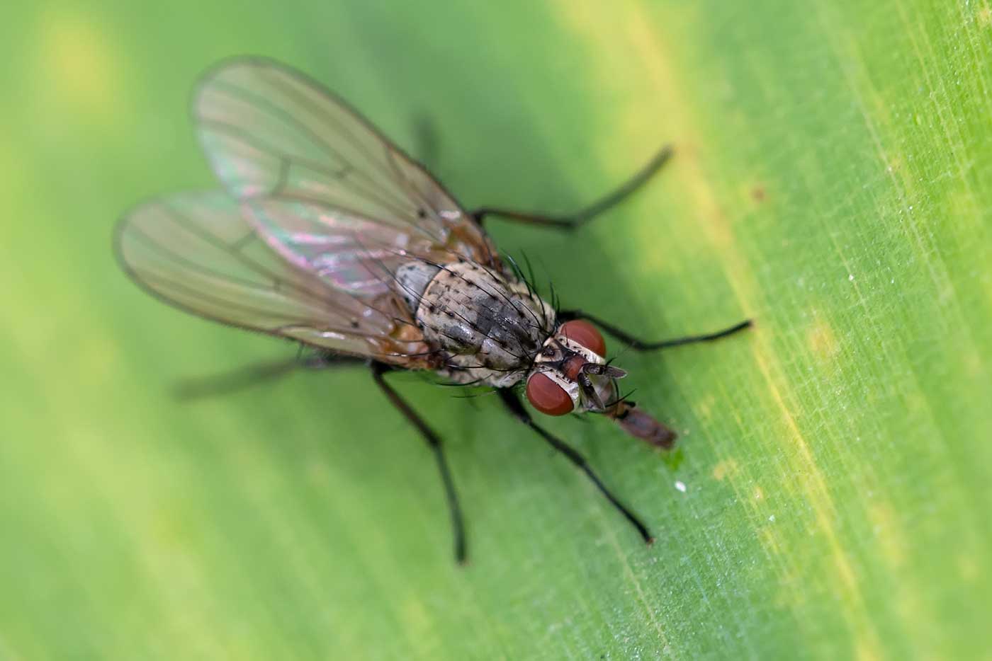 Eugène Vandebeulque - Hylemya sp. - réf. 123571 (1400 x 934 pixels, 57 ko)