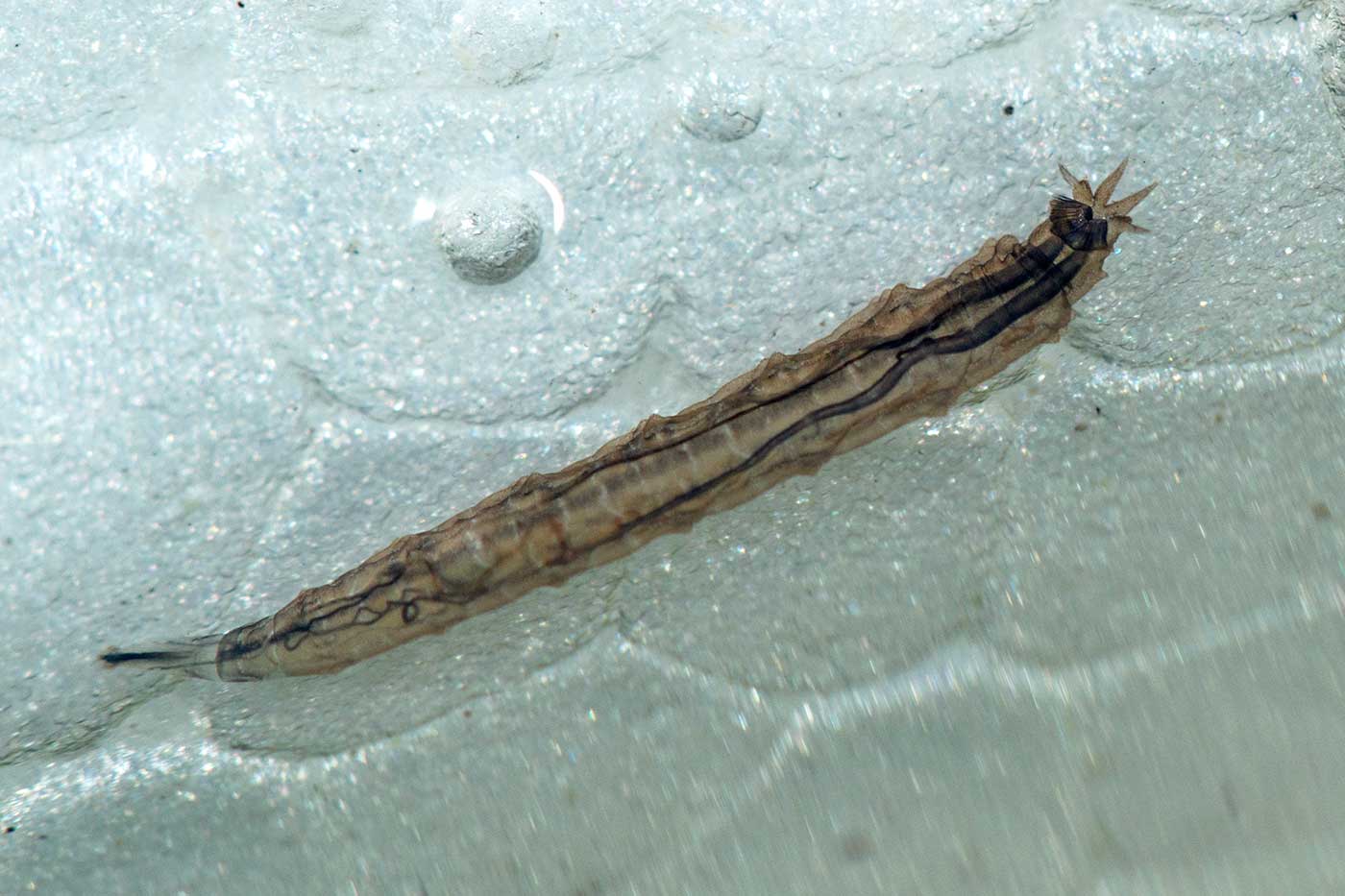 Eugène Vandebeulque - Sepedon sp. - réf. 123668 (1400 x 933 pixels, 110 ko)