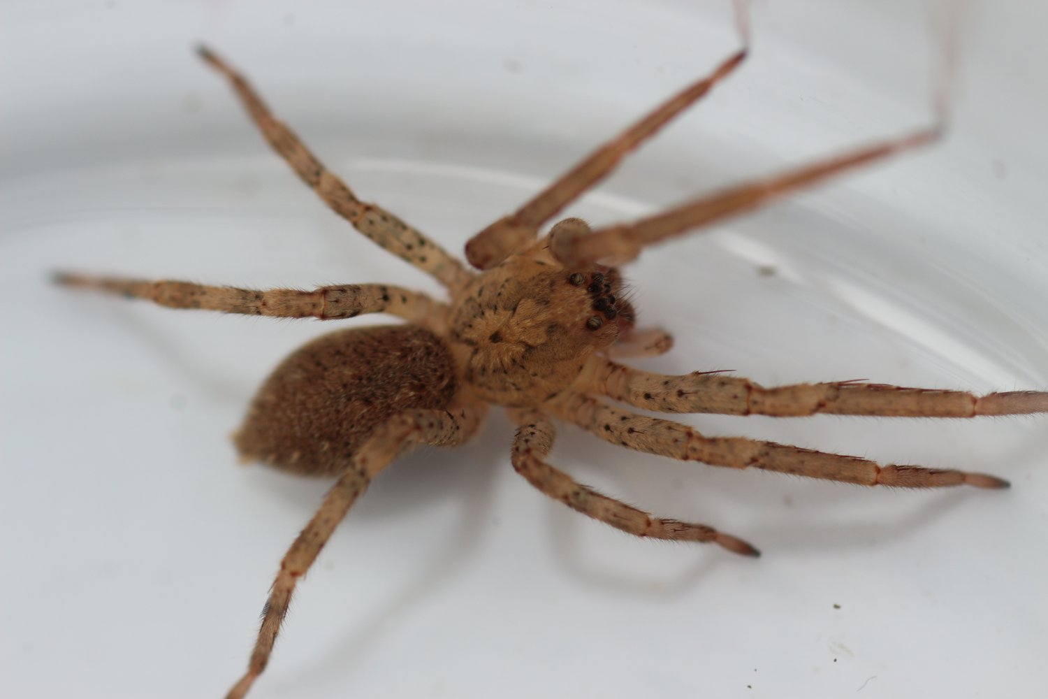 Anonyme - Zoropsis media - réf. 123743 (1500 x 1000 pixels, 90 ko)