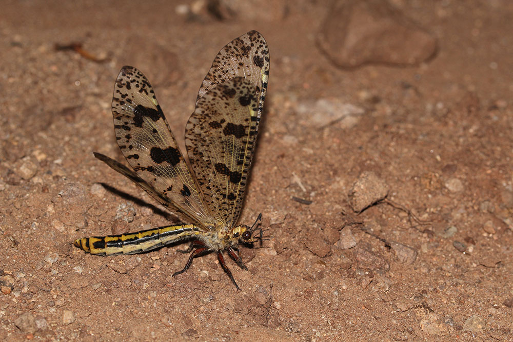 Duborget Robin - Palpares libelluloides - réf. 123235 (1000 x 667 pixels, 211 ko)
