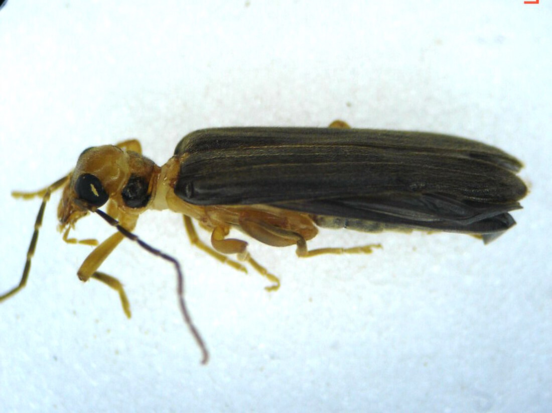 Arnaud Jean-Pierre - Nacerdes (Xanthochroa) carniolica - réf. 123144 (1100 x 822 pixels, 142 ko)