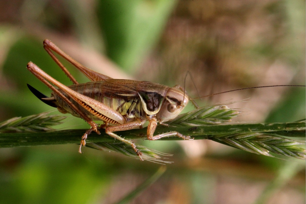 Michel Ehrhardt - Roeseliana roeselii - réf. 123457 (1280 x 853 pixels, 214 ko)