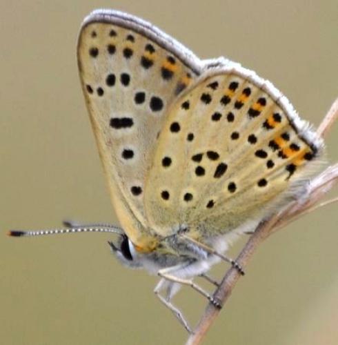 Réf. 124 736 : Lycaena tityrus