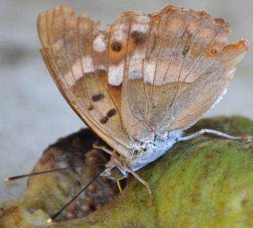 Apatura ilia