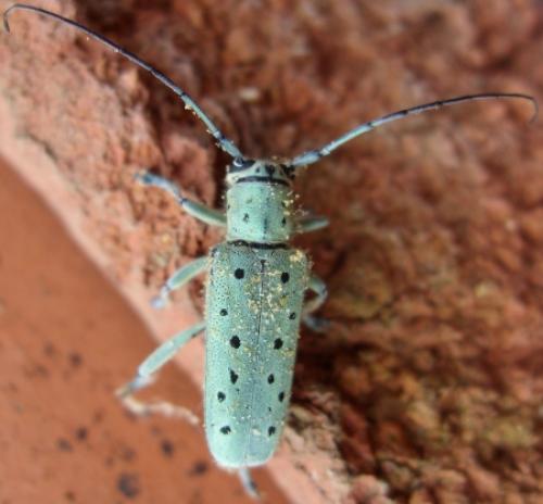 Saperda punctata