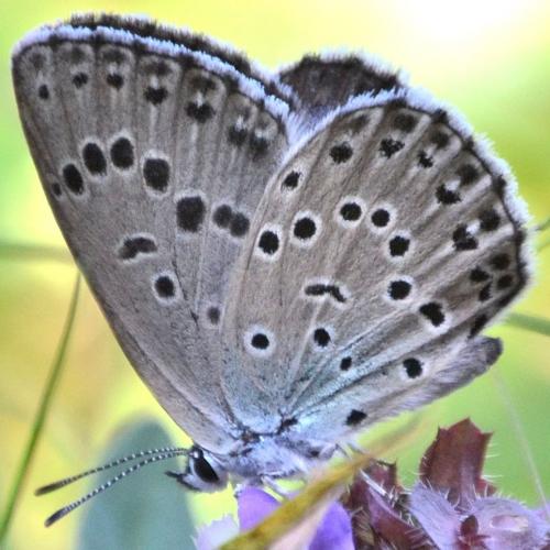 Phengaris arion