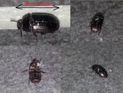 Alphitobius diaperinus